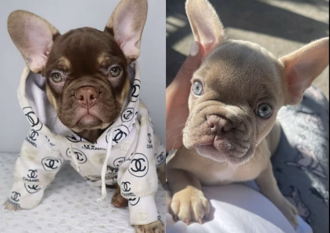 French Bulldog Breeding Stud Services